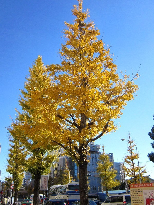 杉並区高円寺で見た銀杏.JPG