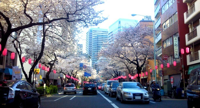 中野区の桜並木｜210408.JPG